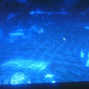 Meet your Posher, Preston